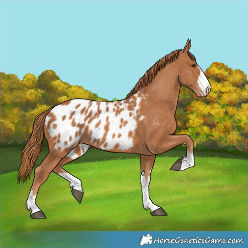 Horse Color:Chestnut Appaloosa