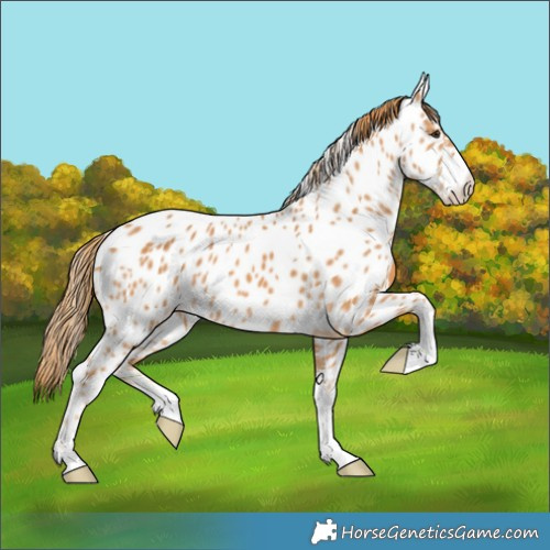 Horse Color:Chestnut Near Leopard 