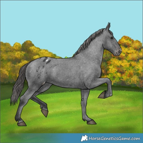 Horse Color:Black Appaloosa 