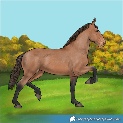 Horse Color:Bay Appaloosa 