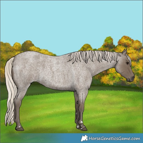 Horse Color:Silver Smoky Blue Roan 