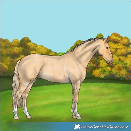 Horse Color:Palomino Ice Roan 