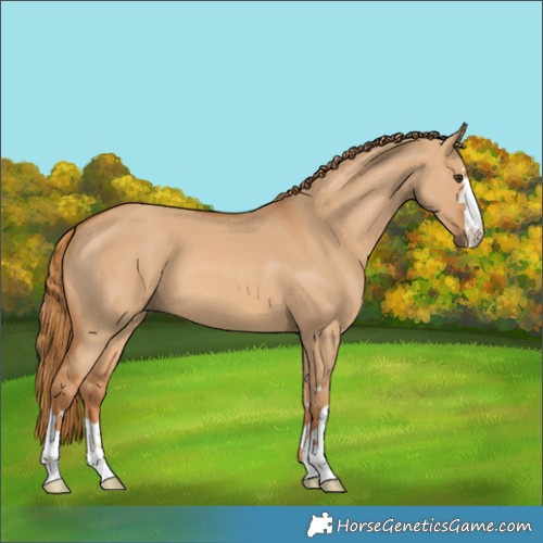 Horse Color:Red Dun 
