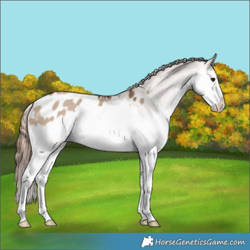Horse Color:Bay Dun Splash Blanket 