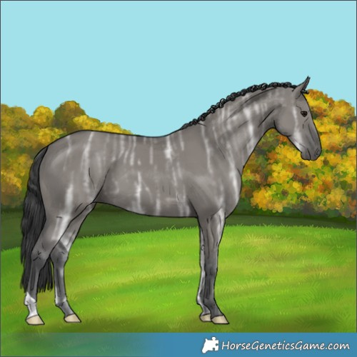 Horse Color:Grullo Ice 