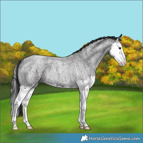 Horse Color:Smoky Blue Roan Splash 