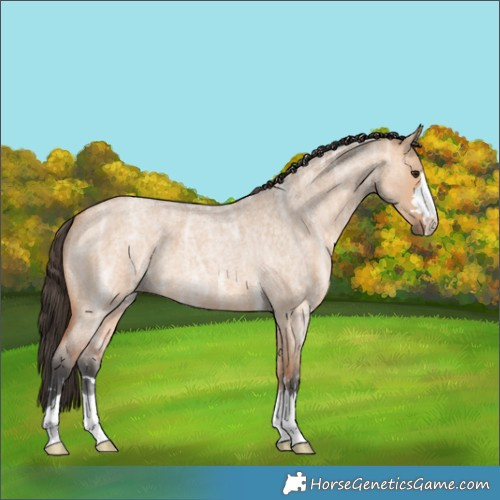 Horse Color:Bay Ice Roan Dun 
