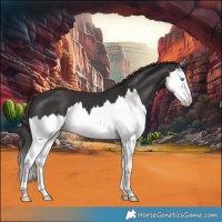 Horse Color:Smoky Black Splash