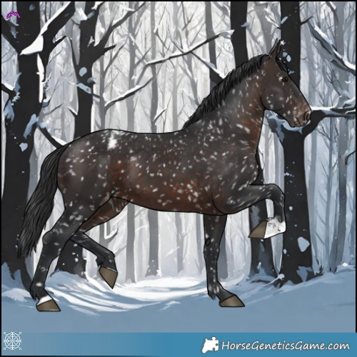 Horse Color:Brown Appaloosa 