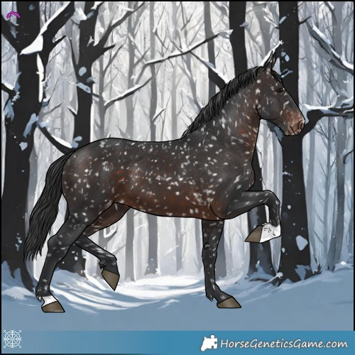 Horse Color:Brown Appaloosa