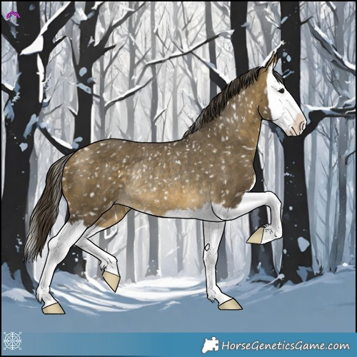 Horse Color:Buckskin Dun Splash Snowflake Varnish Rabicano