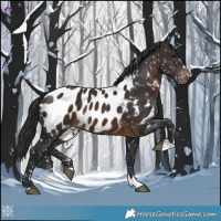 Horse Color:Brown Appaloosa 