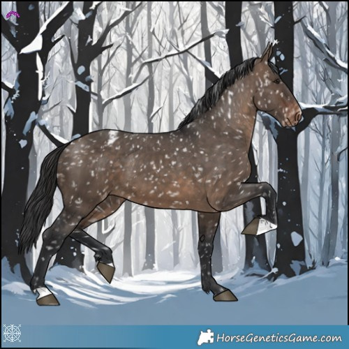 Horse Color:Brown Dun Appaloosa