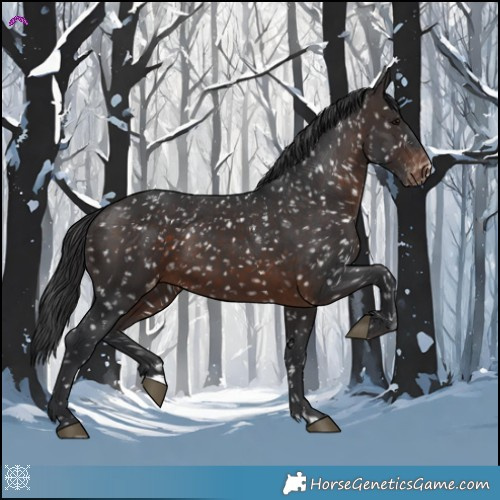 Horse Color:Brown Appaloosa 