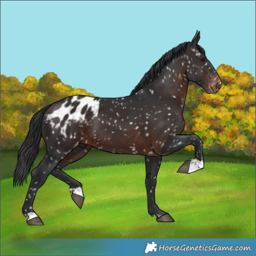 Horse Color:Brown Blanket 