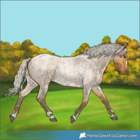Horse Color:Silver Buckskin Roan 