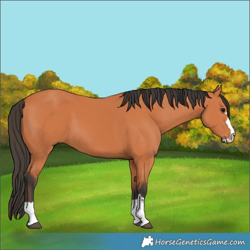 Horse Color:Bay 