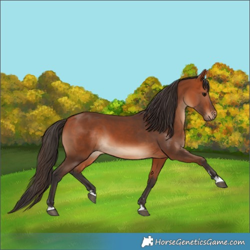 Horse Color:Bay 