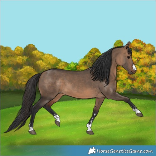Horse Color:Brown Dun 