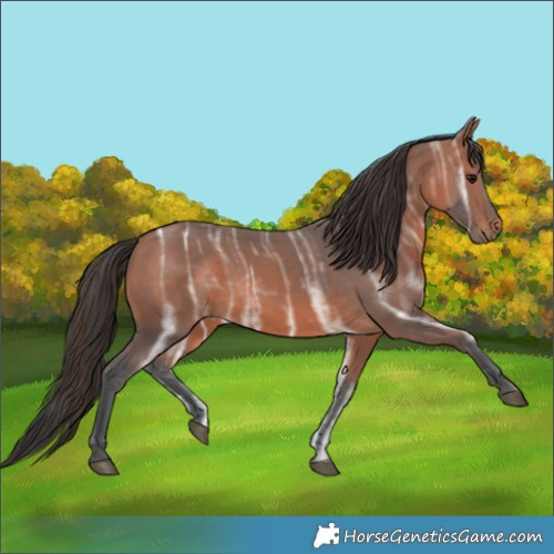 Horse Color:Bay Ice 