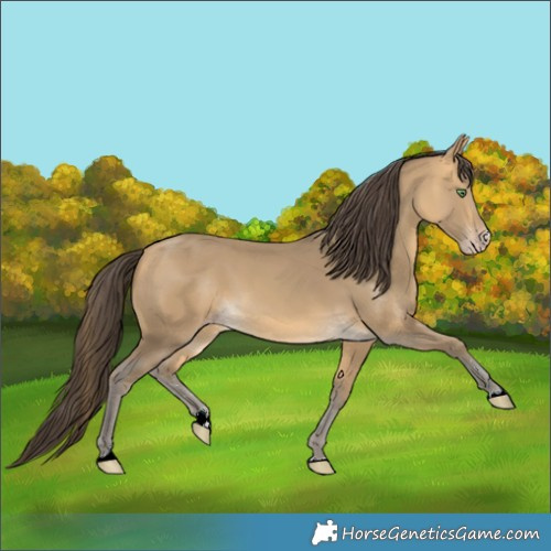 Horse Color:Sable Cream Champagne 