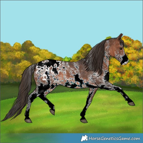 Horse Color:Brown Sabino Blanket 
