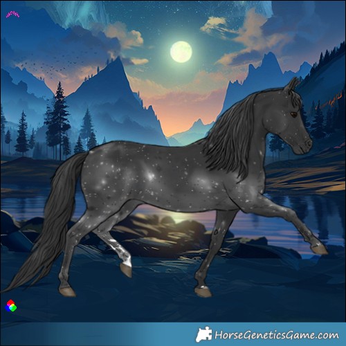Horse Color:Black 