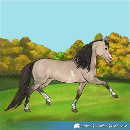 Horse Color:Bay Dun Sabino Rabicano