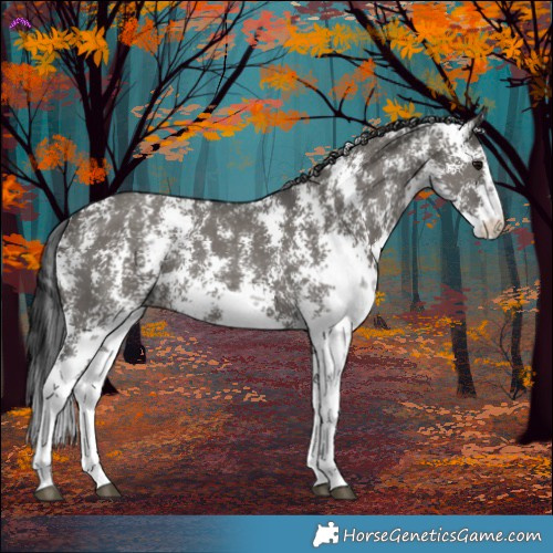 Horse Color:Grullo Sabino Rabicano 