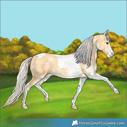 Horse Color:Plaid White Spotted Palomino Dun Tobiano
