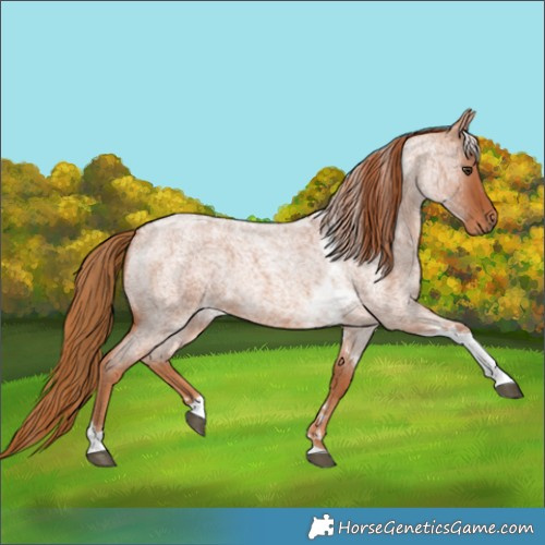 Horse Color:Red Roan Tobiano 