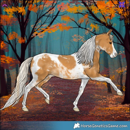 Horse Color:Palomino Splash Tobiano 