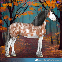 Horse Color:Powder White Bay Sabino Splash Rabicano