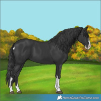 Horse Color:Black Splash Tobiano