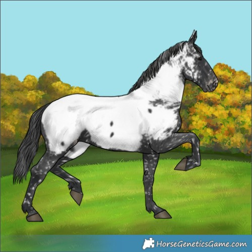 Horse Color:Black Appaloosa 