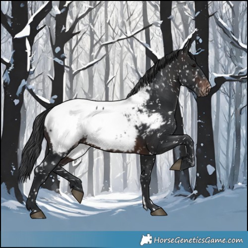 Horse Color:Brown Appaloosa