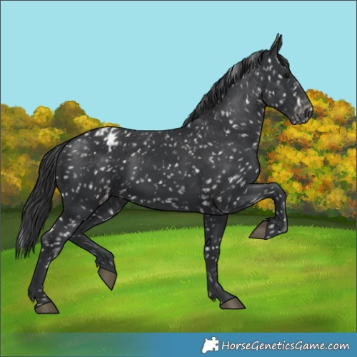 Horse Color:Black Appaloosa 