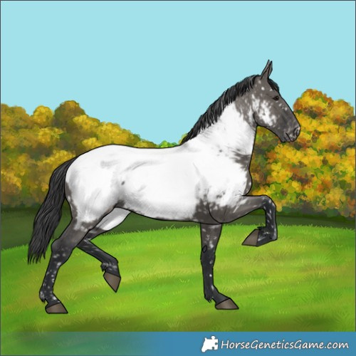 Horse Color:Grullo Appaloosa 