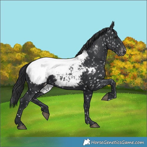 Horse Color:Black Appaloosa 