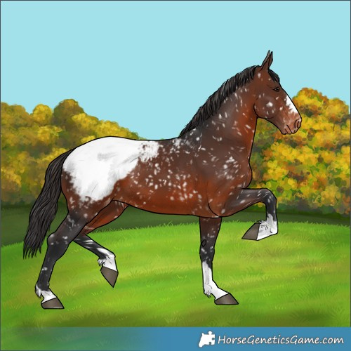 Horse Color:Brown Appaloosa 
