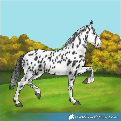 Horse Color:Brown Appaloosa 