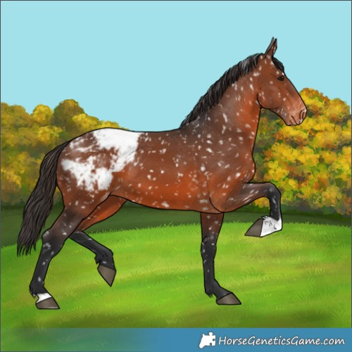 Horse Color:Brown Appaloosa 