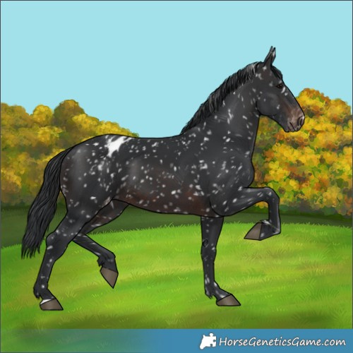 Horse Color:Brown Appaloosa 