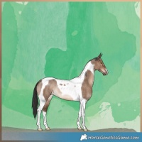 Horse Color:Liver Red Dun Tobiano Rabicano 