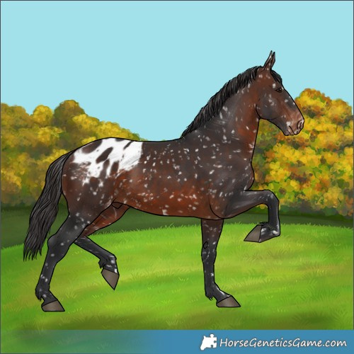 Horse Color:Brown Blanket 