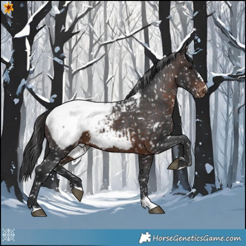 Horse Color:Brown Appaloosa 