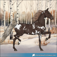Horse Color:White Spotted Liver Chestnut Appaloosa