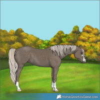 Horse Color:Silver Smoky Black