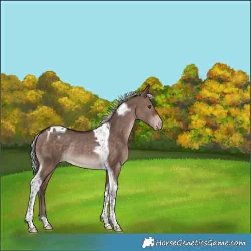 Horse Color:Silver Brown Dun Tobiano Varnish Rabicano 
