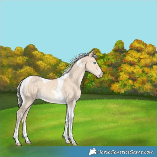 Horse Color:Silver Perlino Dun Tobiano Rabicano 